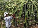 Dragon+fruit+plantation+philippines