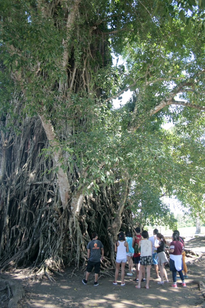 A group of campers stand on the foot of the largest Balete tree in Asia.