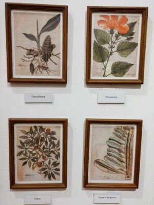 BOTANICAL drawings by Fray Mercado that antedated by two centuries the famous “Flora de Filipinas” by Fray Manuel Blanco, also an Augustinian