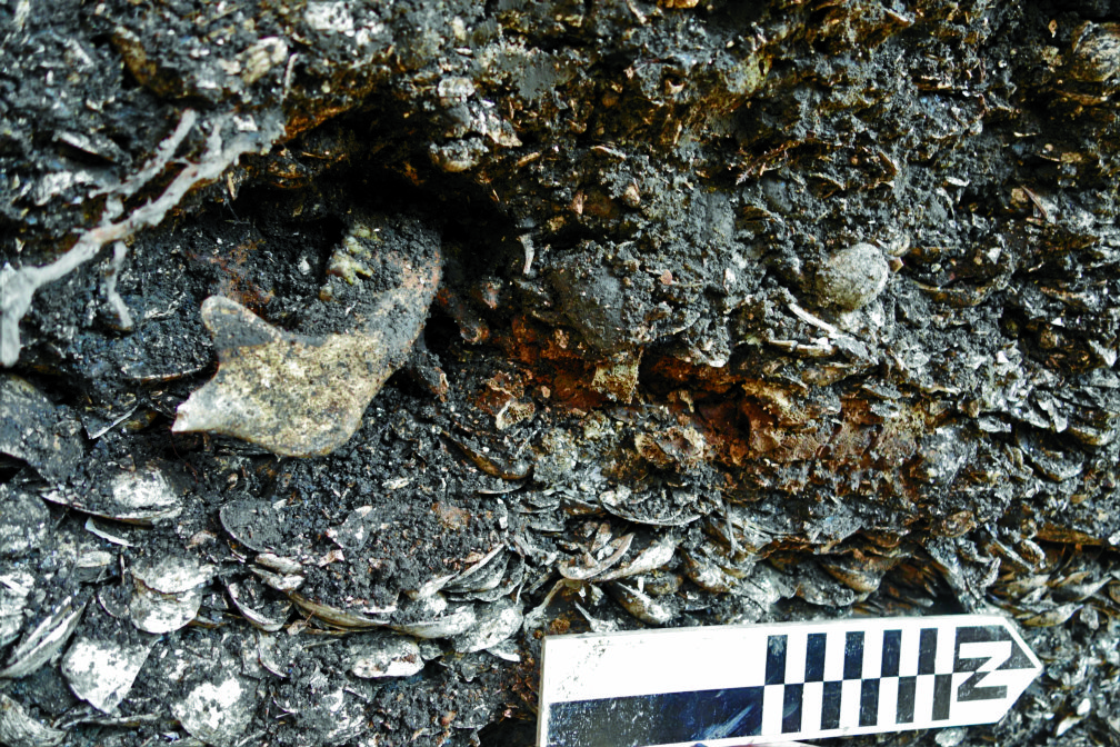 A HEAPOF SHELLS found in a pre-Spanish burial ground in Camaligan, Camarines Sur province. Called a shellmidden, the underground shell deposits indicate possible signs of prehistoric activity, according to scientists
