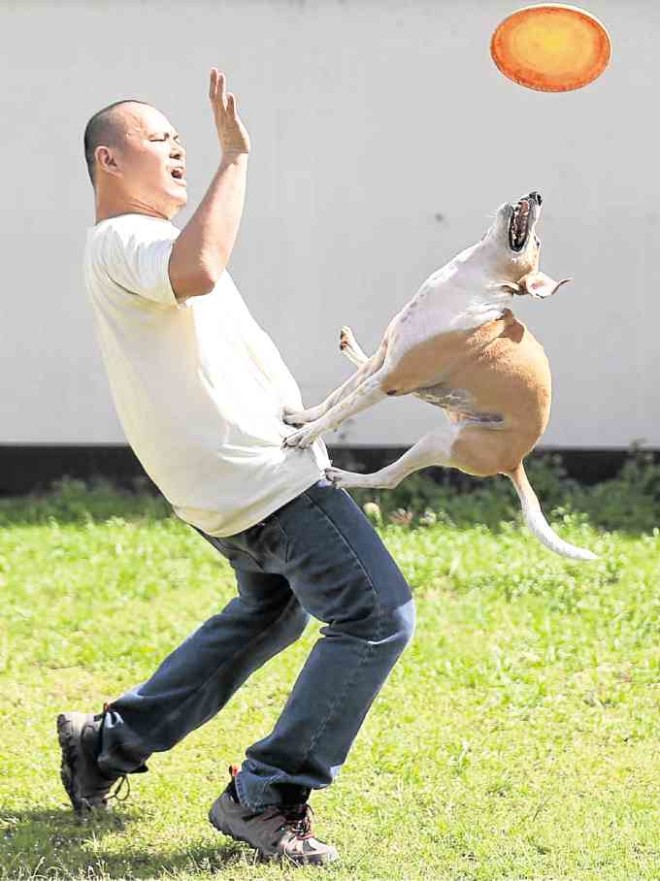 GOODCATCH Trainer Chardy Ang plays frisbee with Kimchi (above). Champion Dog poses with one of her trophies (right).