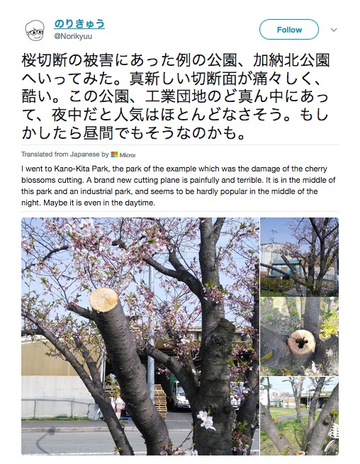 Cherry blossom branches stolen from Japanese park