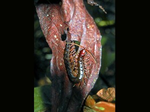 Red-legged centipede (Scolopendra valida) hides underneath leaf