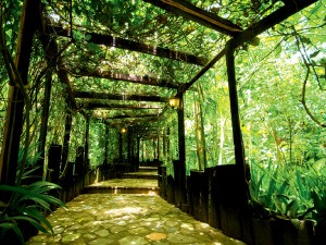 An arbor supports morning glories and trumpet vines called Datura, more commonly known as ‘Angel’s Trumpet’ and forms a canopied walkway where light is filtered through. Photo by Stanley Ong