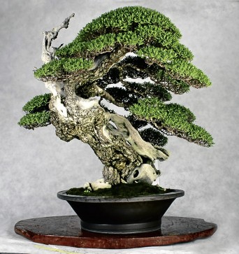 Interesting bonsai and stones win | Lifestyle.INQ