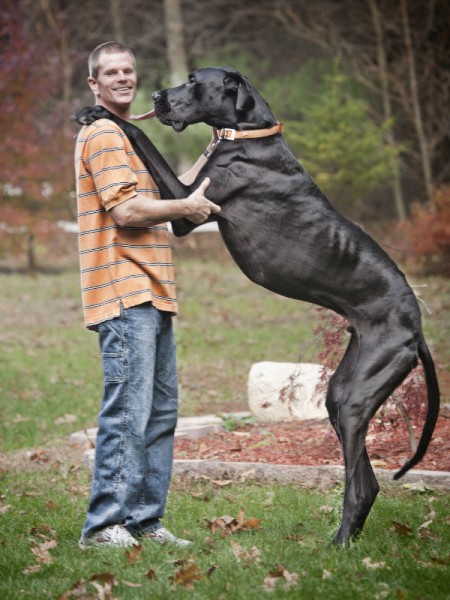 Tallest ever dog revealed in new Guinness Book of Records | Lifestyle.INQ