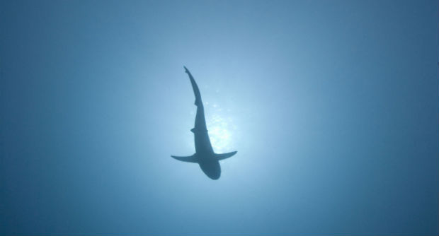 Palau sharks