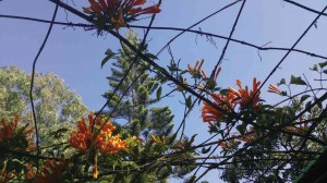 FLOWERS and trees with Mount Abu’s perennially blue skies as backdrop