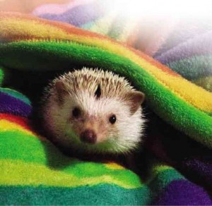 WARNING: This hedgehog will steal your heart.