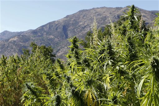This Sept. 14, 2014 photo shows a view of swaths of cannabis near the village of Ketama in the Village of Bni Hmed in the Ketama Abdelghaya valley, northern Morocco. AP FILE PHOTO