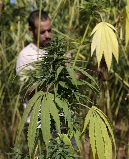 In this Sept. 14, 2014 photo, Abdelkhalek Ben Abdellah inspects cannabis in his fields in the Rif mountains in the Village of Bni Hmed in the Ketama Abdelghaya valley, northern Morocco. AP FILE PHOTO