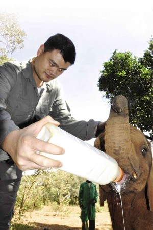 YAO MING bottle -feeds a baby orphan elephant.