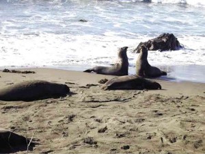 ELEPHANT seals on the beach in Piedras Blancas Rookery on the Central California Coast