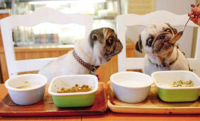 FRESH, organic food for your furry babies at Whole Pet Kitchen