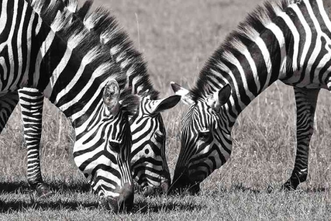 PICTURE-PERFECT zebras
