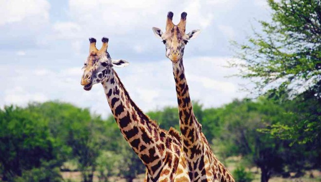 TOWERING giraffes