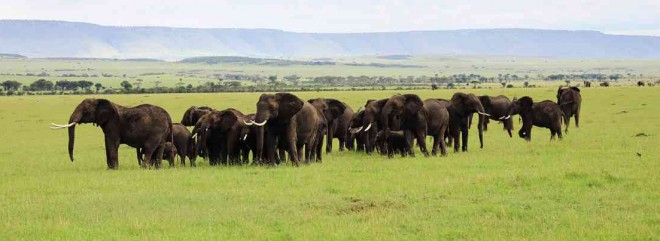 A PARADE of elephants traversing the Maasai Mara 