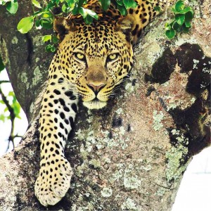 RARE sighting of leopard