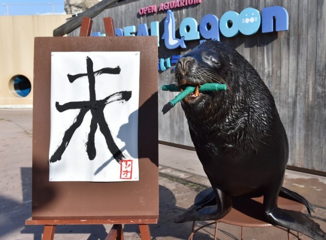 A sea lion paints a Chinese character for "sheep" in calligraphy as part of a New Year's Day attraction at the Hakkeijima Sea Paradise aquarium in Yokohama, suburban Tokyo on December 31, 2014. The event, marking the forthcoming Chinese lunar calendar "Year of the Sheep", is part of the aquarium's New Year's attractions until February 1. The actually 2015 lunar new year will begin on February 19.  AFP 