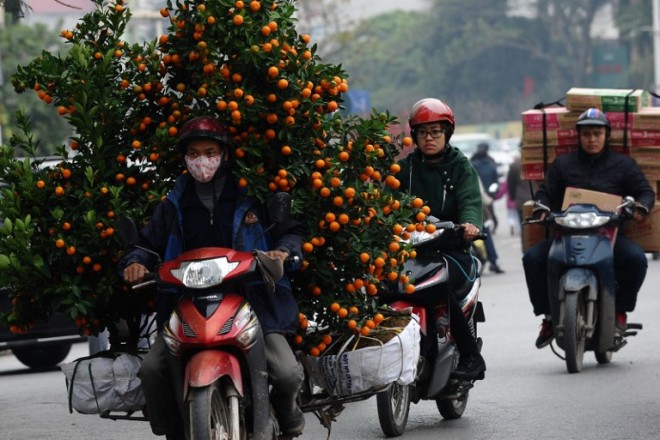 A farmer transports kumquat trees before selling them ahead of the Lunar New Year in Hanoi on February 13, 2015. The upcoming Lunar New Year bears the sign of the Sheep according to the lunar calendar. AFP