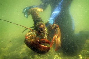 In this July 2007 file photo, a lobster scientist holds a 2-pound lobster underwater on Friendship Long Island, Maine. As the Chinese economy grows, so does their desire to serve American lobster on Chinese New Year. AP 