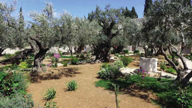 GARDEN of Gethsemane