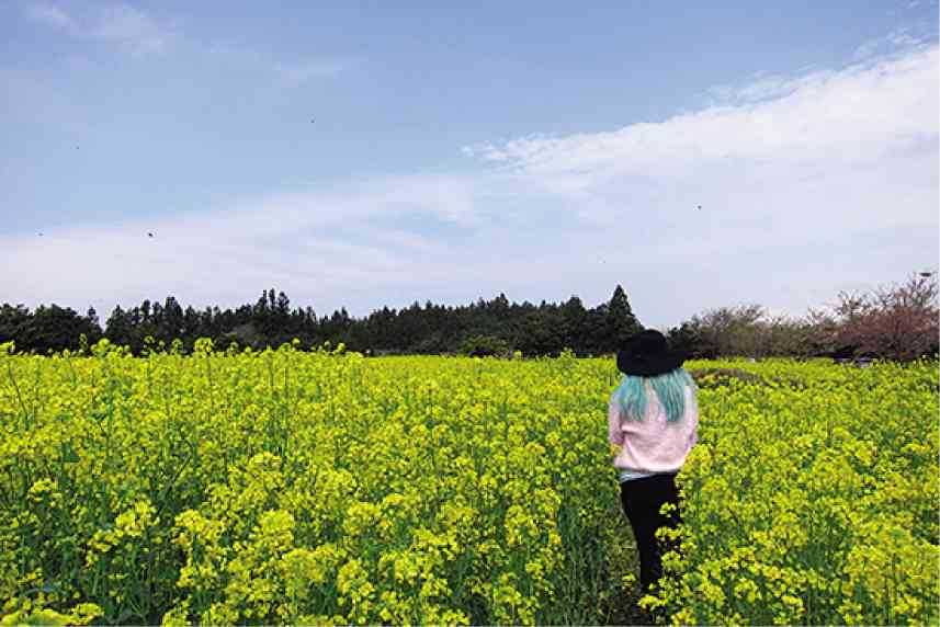 YOU know it’s springtime when the canola flowers coat the valleys of Southern Jeju.