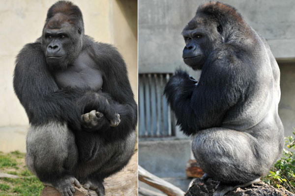 This handout picture released from the Higashiyama Zoo and Botanical Gardens on June 26, 2015 shows giant male gorilla Shabani, weighing around 180kg at the Higashiyama Zoo in Nagoya in Aichi prefecture, central Japan. The 18-year-old silverback with brooding good looks and rippling muscles is causing a stir at the Japanese zoo, with women flocking to check out the hunky pin-up. AFP