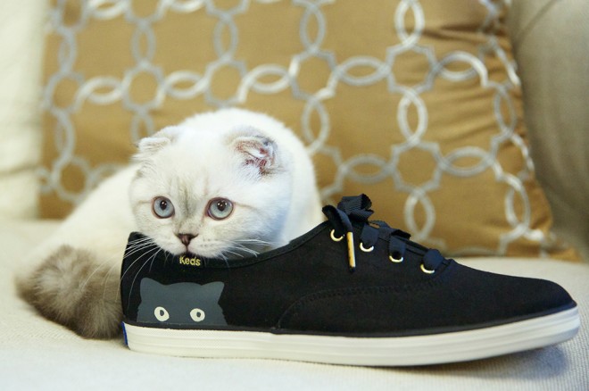TAYLOR Swift's cat Olivia Benson poses with the Taylor Swift for Keds Sneaky Cat shoe