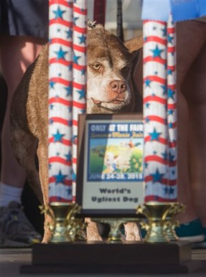 Quasi Modo is World's Ugliest Dog. AP PHOTO
