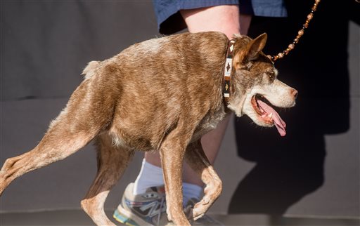 Quasi Modo wins top honors in the World's Ugliest Dog Contest at the Sonoma-Marin Fair on Friday, June 26, 2015, in Petaluma, Calif. Quasi Modo's owners, who travelled from Florida to compete, will receive $1500. AP PHOTO