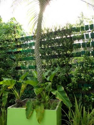 A SECTION of the vertical garden that surrounds the pool 