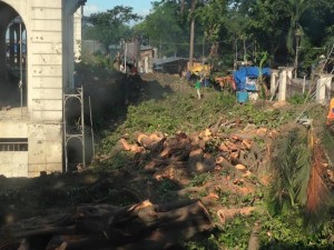 PILE of tree trunks at Army Navy compound