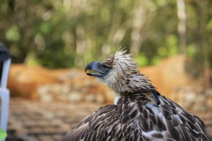 ‘PAMANA’ before she was released back into the wilds last June 12.