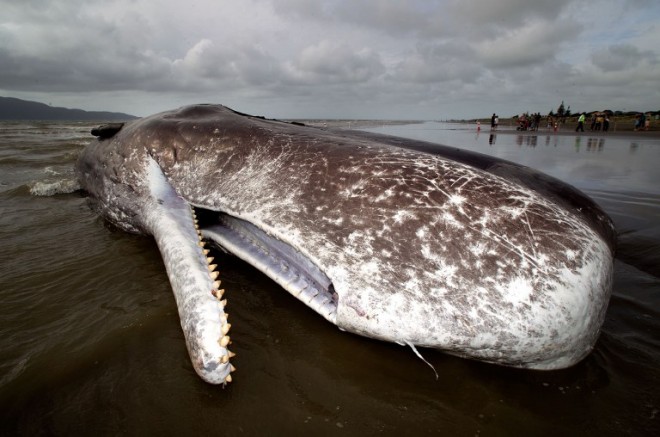 The dead body of a 15 metre sperm whale (C) lies on a Paraparaumu beach on the Kapiti Coast in New Zealand. AFP 