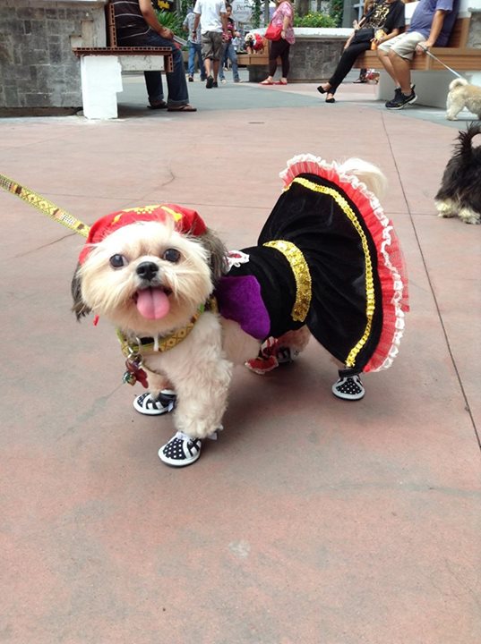 Pet owners are encouraged to put extra effort in dressing up their pets so they can join the costume contest.