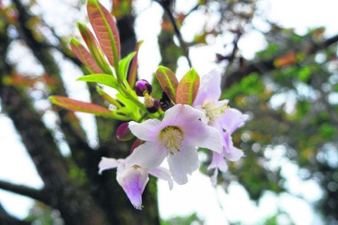 The Pink Mempat (Cratoxylum formosum) is one of the tropical variants of the cherry blossom. PHOTO: COURTESY OF NATIONAL PARKS BOARD