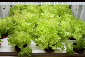 Grow your own lettuce, and harvest them in five to six weeks.