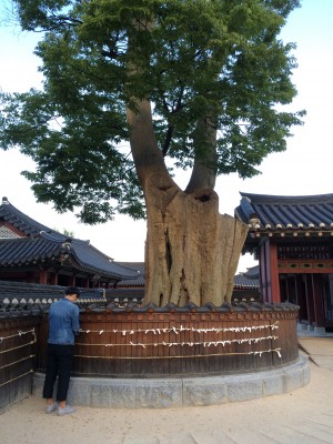 A YOUNG man makes a wish before a 600-year-old tree.