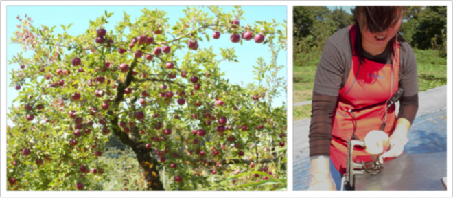 Apple picking at the Harada Farm at the center of Numata City, Gunma Prefecture