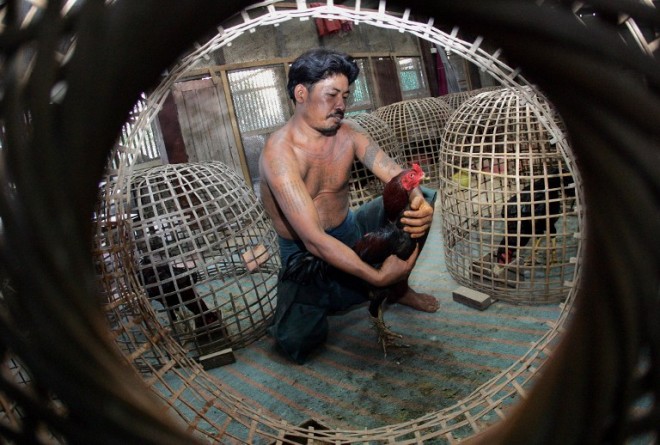 A Thai worker selects a cock for a fight at a breeding farm in the outskirts of Bangkok. AFP FILE PHOTO