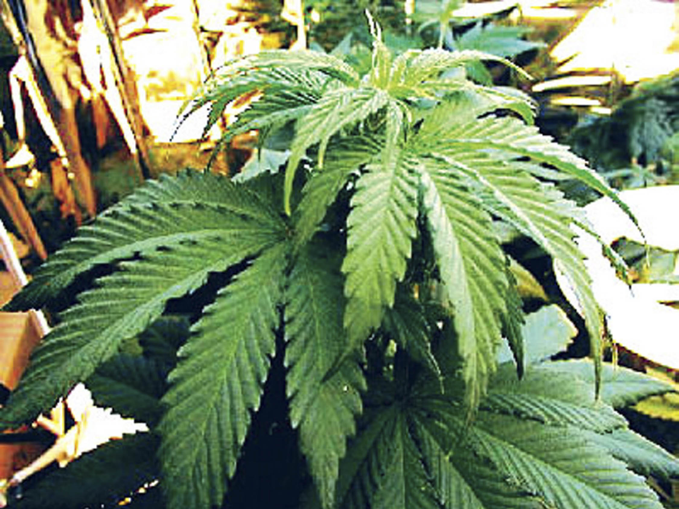 THE GOAL is to someday come up with a protocol for the therapeutic use of cannabis oil, an extract of the cannabis plant. PHOTO: INQUIRER
