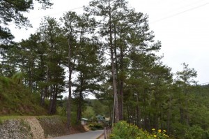 AGE-OLD trees that will be affected by the road-widening project