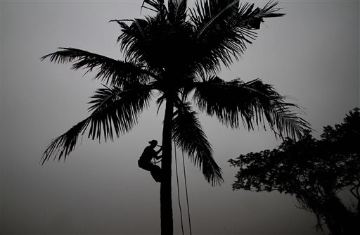 In this Jan. 5, 2016 file photo, a villager climbs down from a coconut tree after picking up fresh coconut on a cold foggy morning in the outskirts of the eastern Indian city of Bhubaneswar, India. Coconut trees are no longer considered trees in the tropical Indian state of Goa, where authorities have reclassified them in order to clear the way for unfettered felling. (AP Photo/Biswaranjan Rout)