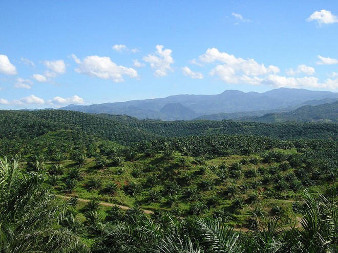 Thousands of forest hectares are grazed to the ground to give way to oil palm plantation. ROGER PE 