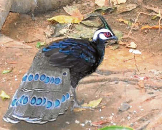 THE VERY rare Palawan peacock-pheasant