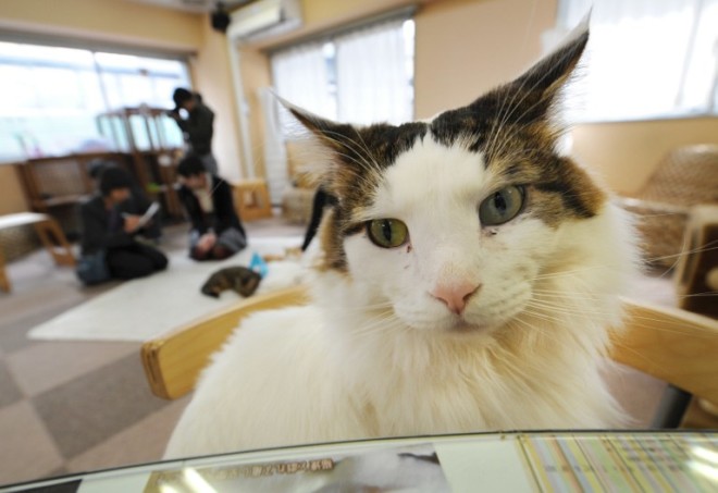 Japanese youths fondle cats at a 'cat cafe' in Tokyo on February 23, 2012.  As Japan introduces stricter rules on animal rights this year, "cat cafes" where stressed customers can stroke fluffy furs complain it could destroy their business while doing little to protect animals.    AFP PHOTO