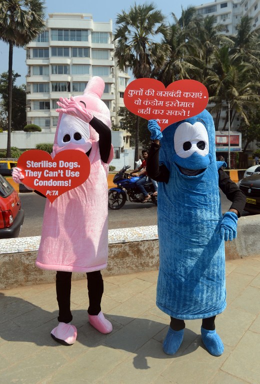 In this AFP file photo, members of People for the Ethical Treatment of Animals (Peta) India dressed as giant condoms hold signs reading "Sterilize Dogs – They Can't Use Condoms!" during an awareness campaign in Mumbai on February 19, 2013. On Wednesday, one of India's most senior lawyers has been ordered to study condom and other contraceptive packets to determine if their pictures are too racy and should be banned.