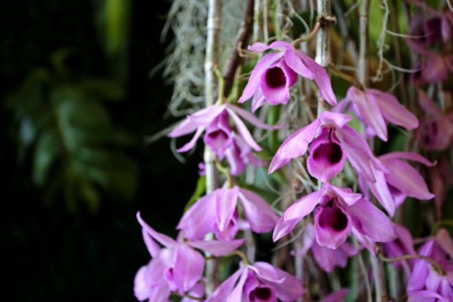 THE “sanggumay” orchid