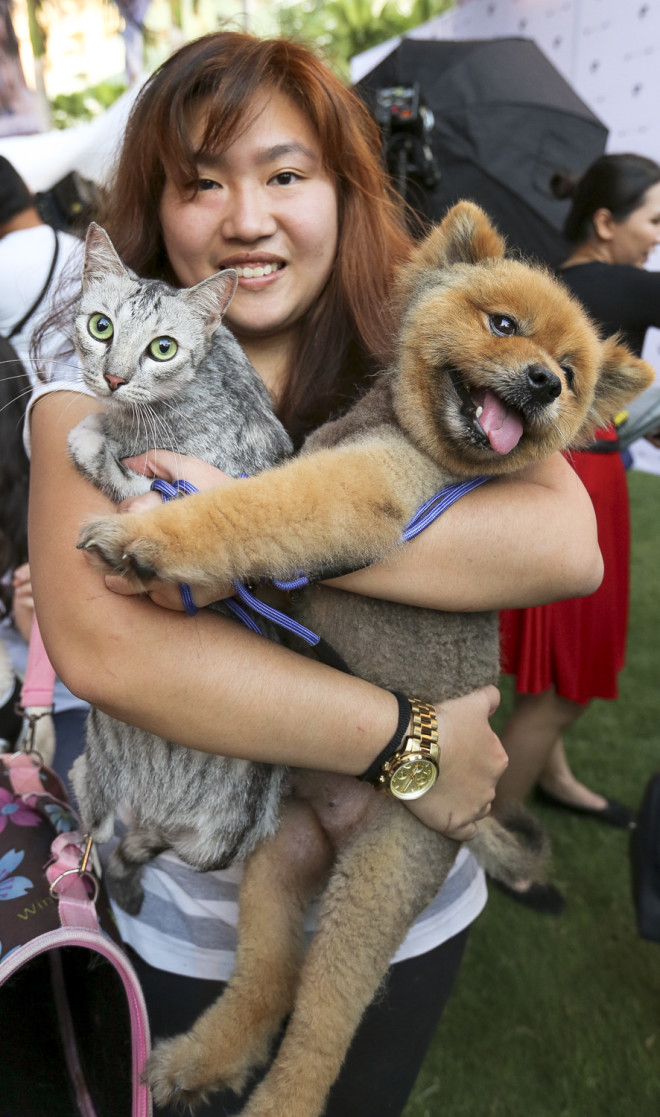 Kai, a rescue kitty, with Pumpkin, a 10-year-old Pomeranian, and Rhome Yu